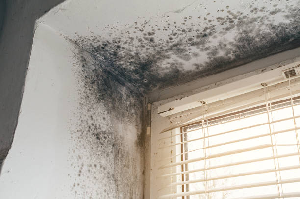 Affordable Mold Removal solutions in Holly Springs, NC