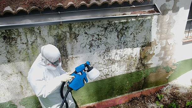 Top rated local Mold Removal specialists in Holly Springs, NC